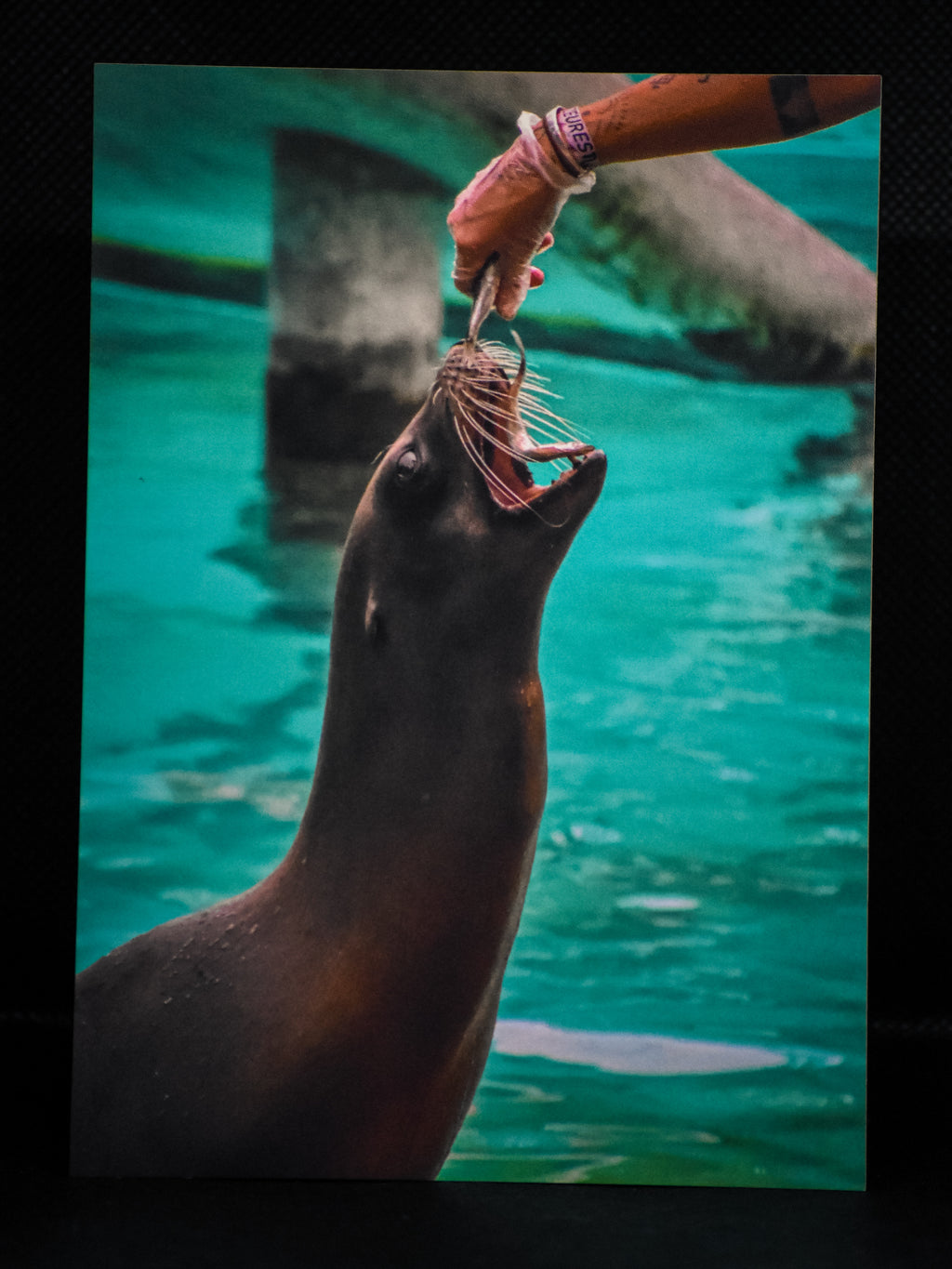 Carte postale premium otarie jouant avec son soigneur - Photographie animalière Mickael