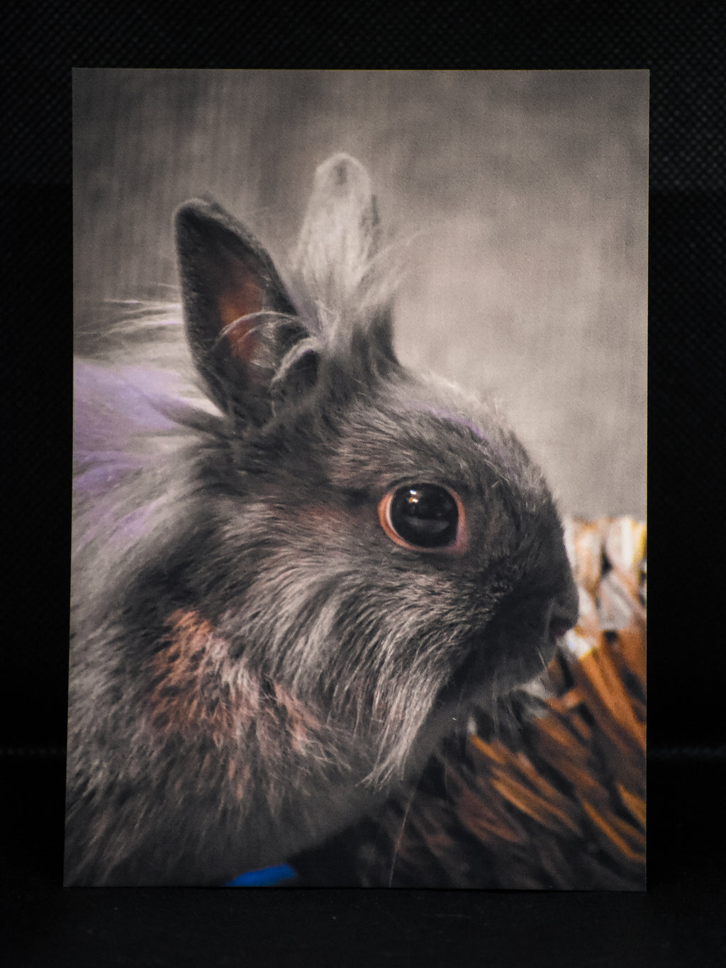 Carte postale premium lapin au regard expressif - Photographie animalière Mickael