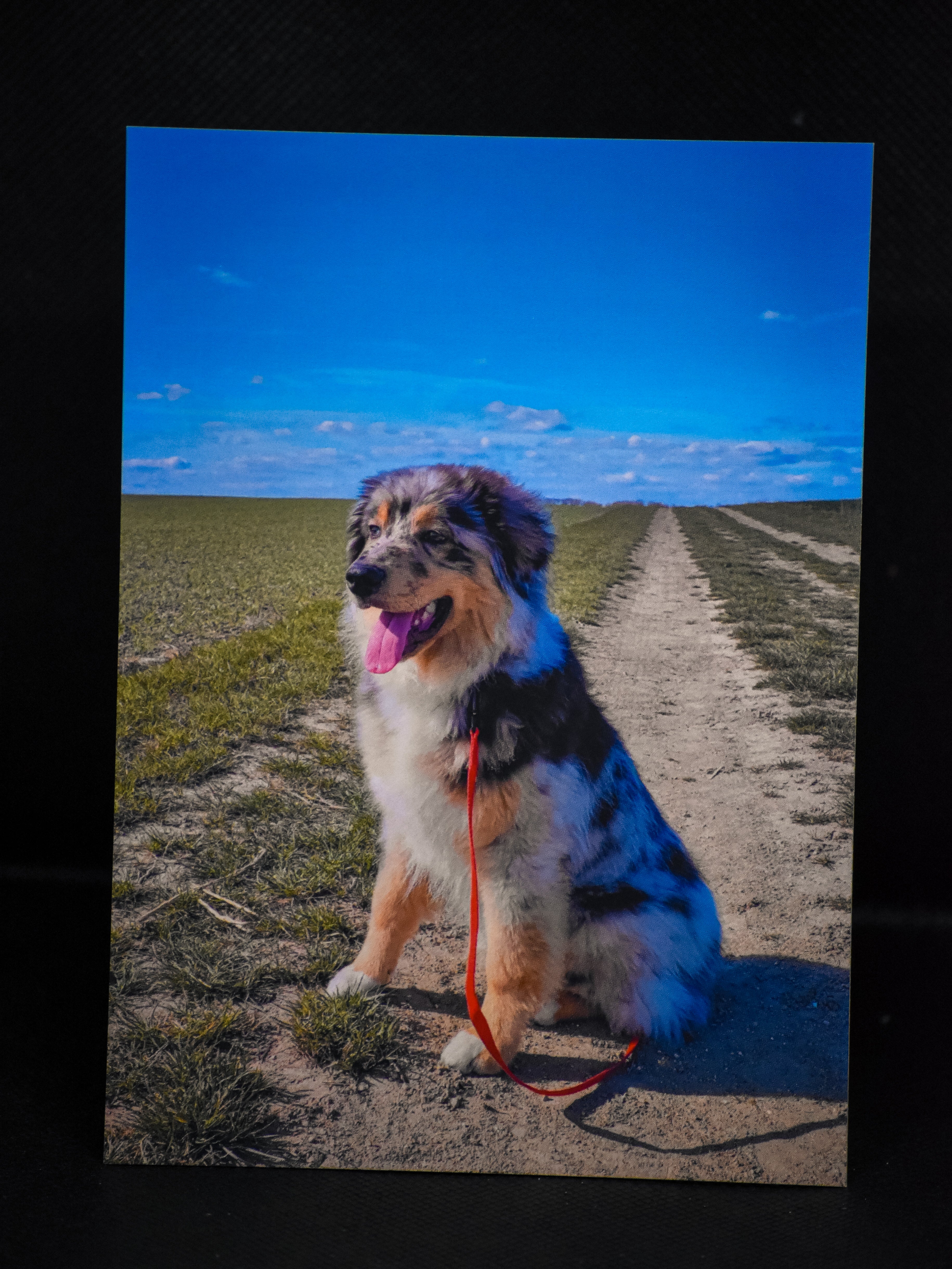 Carte postale premium berger australien en balade ensoleillée - Photographie animalière Mickael