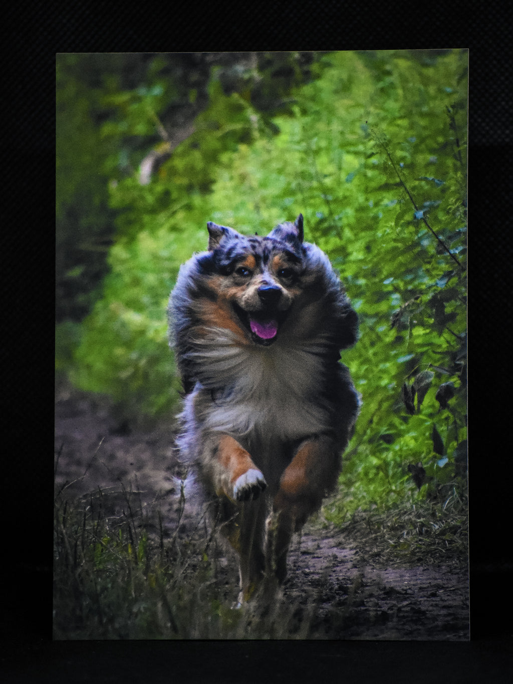 Carte postale premium chien en pleine course dans la nature - Photographie animalière Mickael