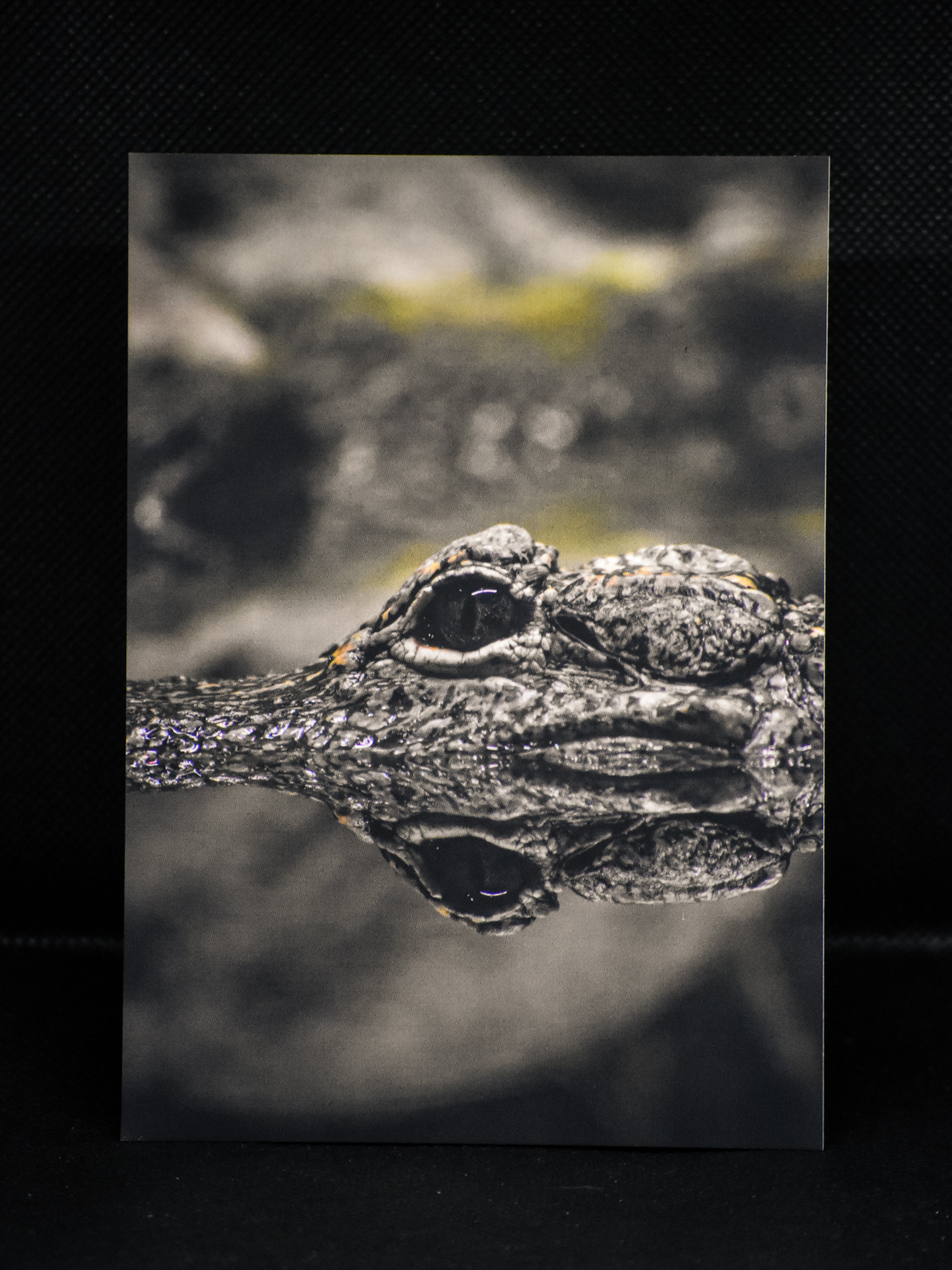 Carte postale premium crocodile dans son environnement - Photographie animalière Mickael