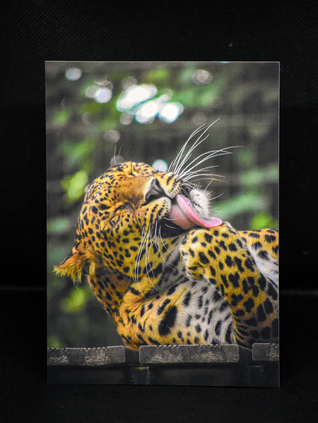 Carte postale premium léopard en plein toilettage - Photographie animalière Mickael