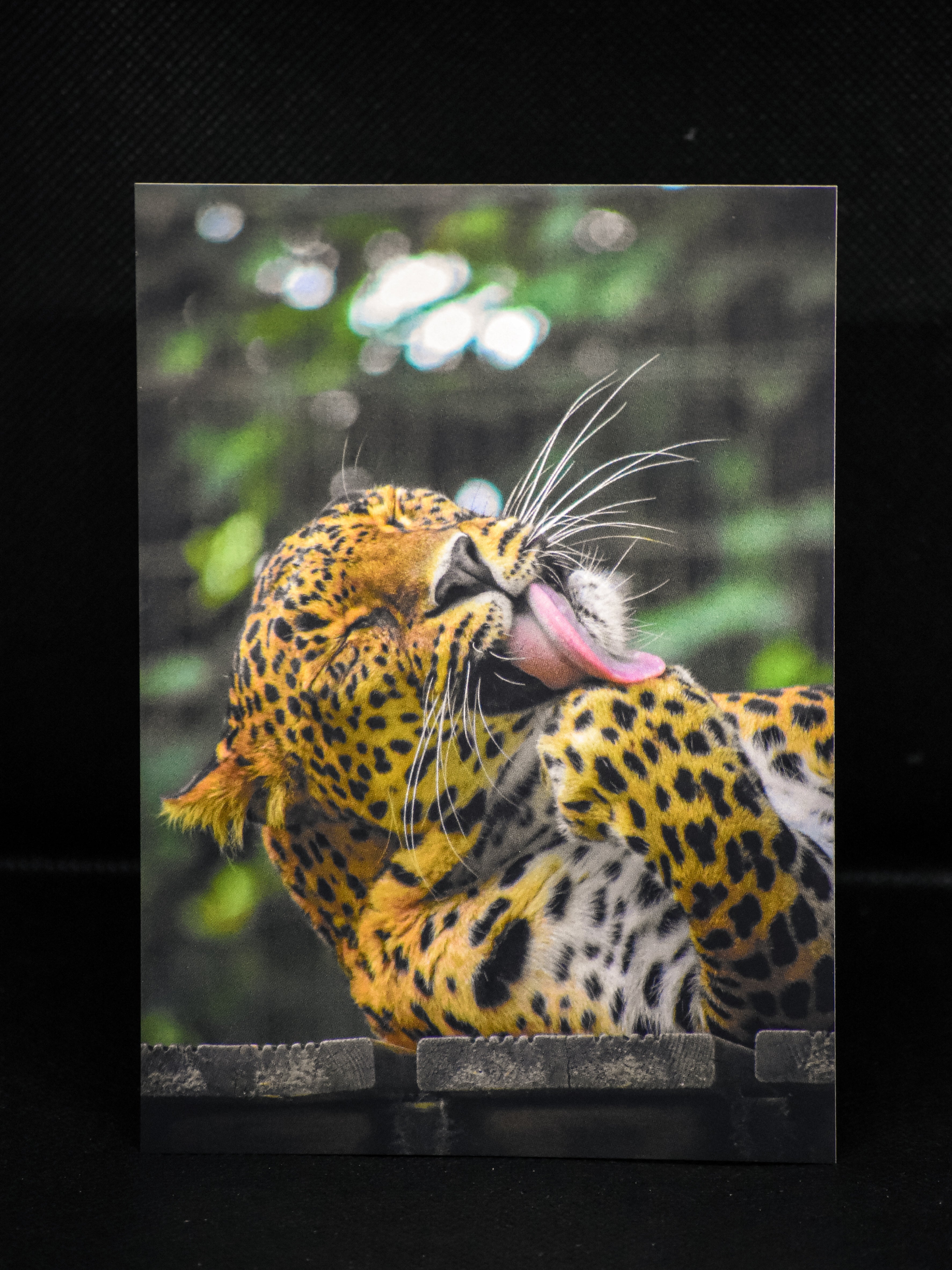 Carte postale premium léopard en plein toilettage - Photographie animalière Mickael