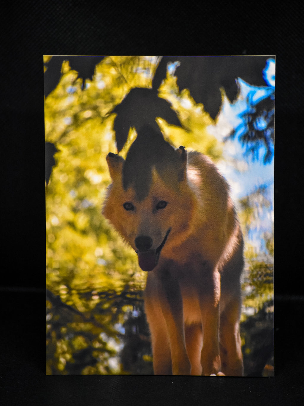 Carte postale premium loup majestueux en forêt automnale - Photographie animalière Mickael