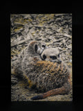 Carte postale premium suricates blottis ensemble - Photographie animalière Mickael