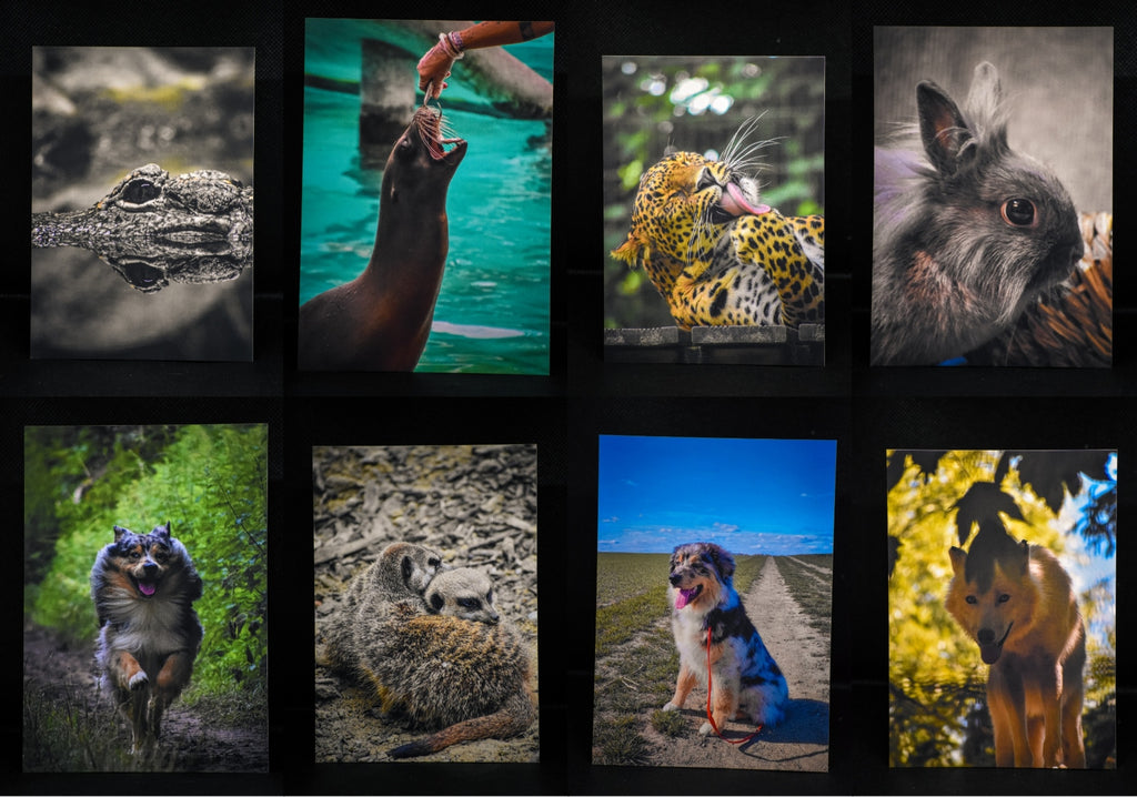 Pack découverte de cartes postales premium - Photographie animalière Mickael - Économisez 0,50€