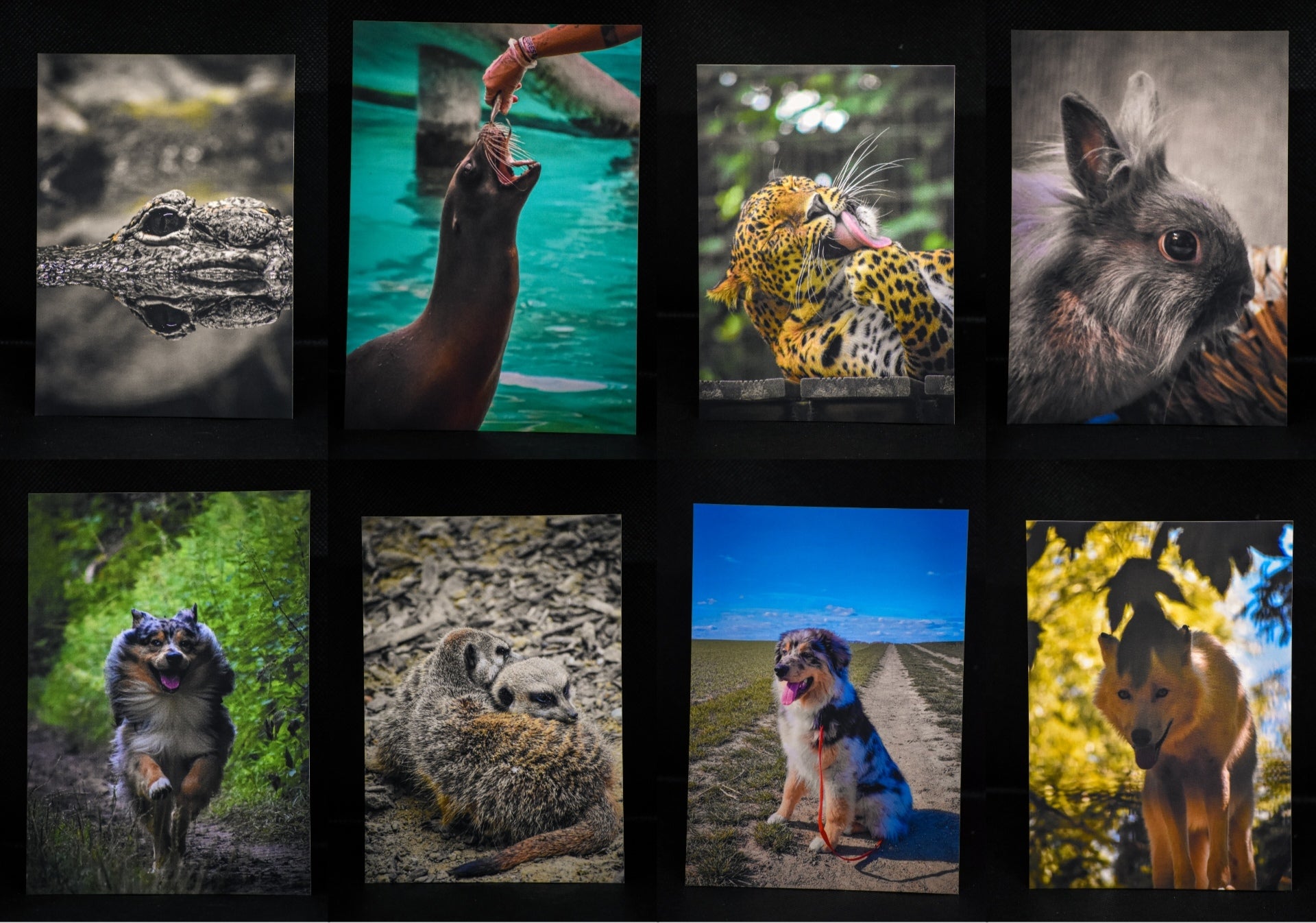 Pack découverte de cartes postales premium - Photographie animalière Mickael - Économisez 0,50€